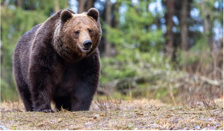 Der Eurasische Braunbär